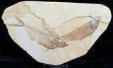 Diplomystus With Knightia Fossil Fish #5489-1